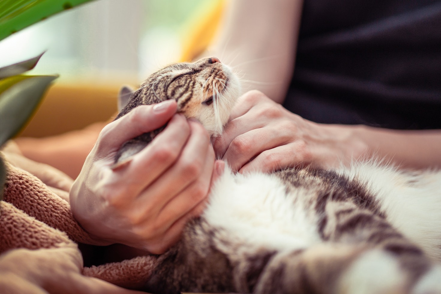 5 Steps to Build Trust with Your Cat