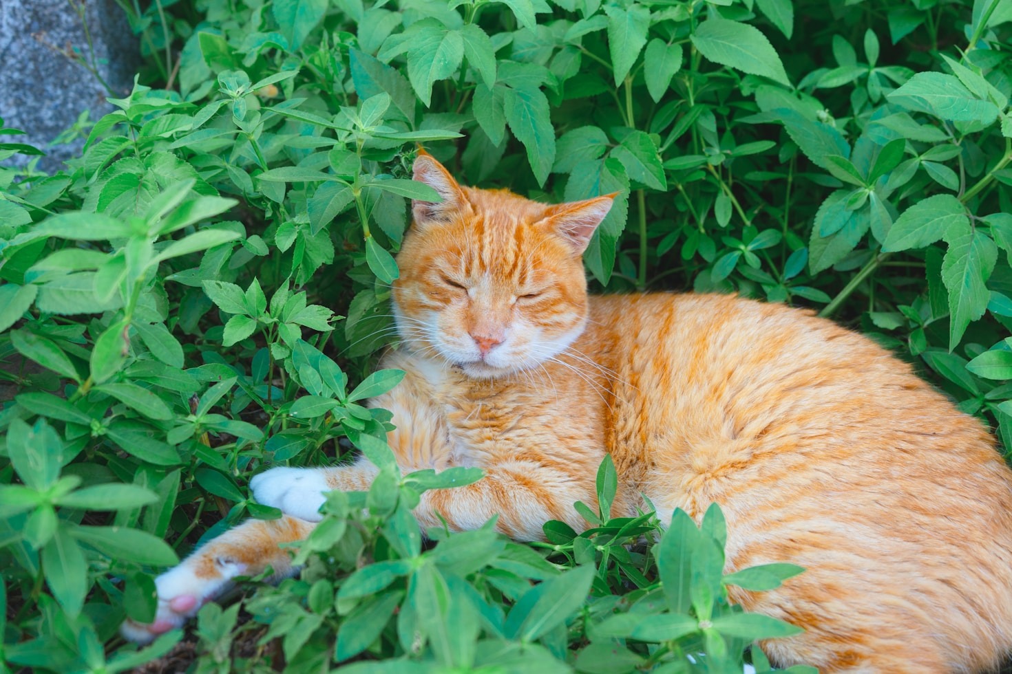 Creating a Safe and Happy Home for Cats